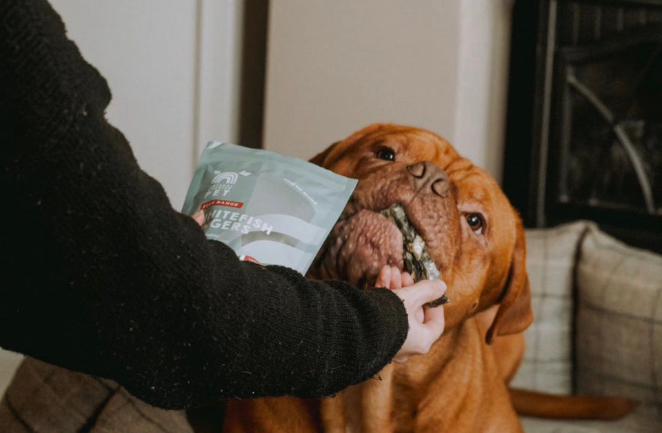Cornish Fish Fingers for Dogs