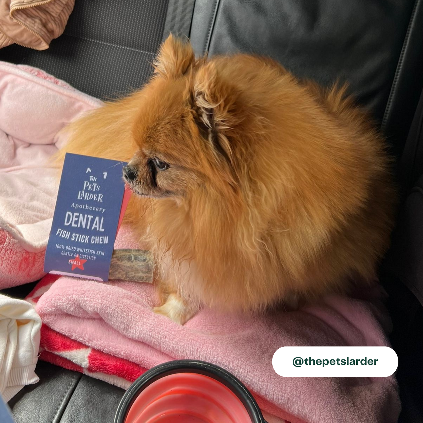 Small dog sitting on a pink blanket with a 'The Pet's Larder' dental fish stick chew in the foreground.