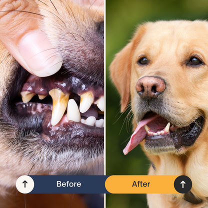 Before and after comparison of a dog's teeth with a close-up on the left and a full-body view on the right.