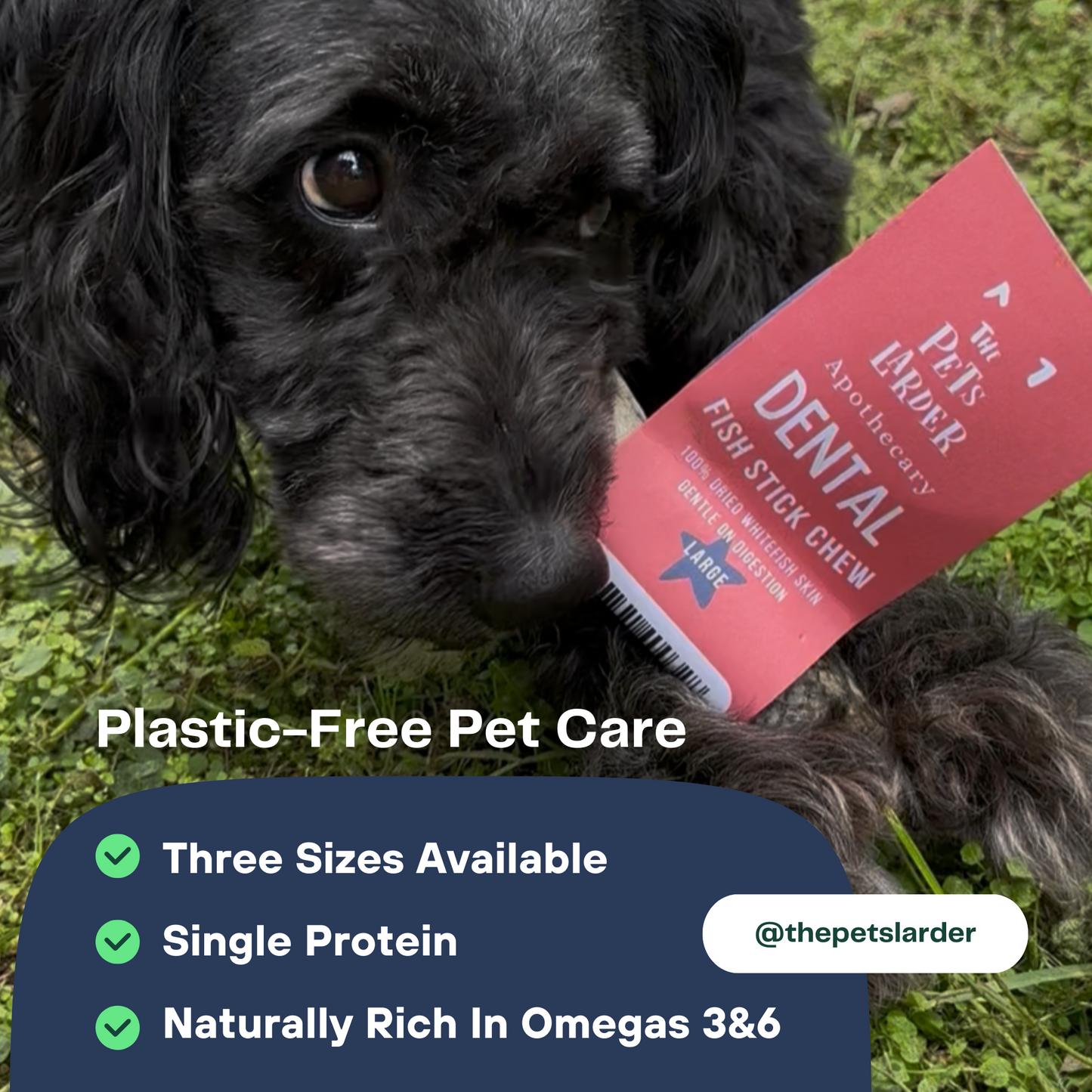 Dog holding a red dental chew treat with text about plastic-free pet care on a grassy background.
