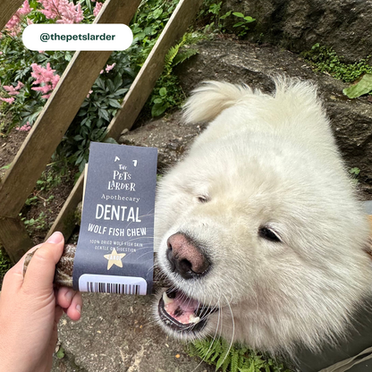 White dog with a dental wolf fish chew product in a natural outdoor setting